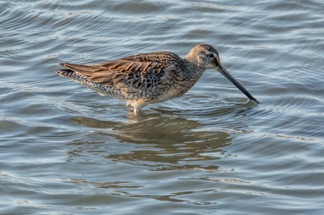 Long Billed Dowitcher